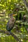 A double-crested cormorant shows off wonderful feather detail close-up. Art Print